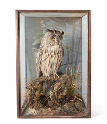 Lot 248 - Taxidermy: Long-Eared Owl (Asio otus), circa early 20th century, by Peter Spicer & Sons,...