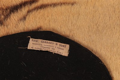 Lot 249 - Taxidermy: Indian Tiger Skin (Panthera tigris tigris), circa 1930-1940, re-backed by Edward Gerrard