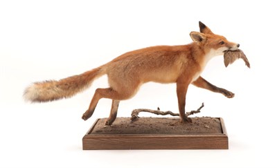Lot 251 - Taxidermy: European Red Fox (Vulpes vulpes), modern, by George C. Jamieson, Edinburgh,...