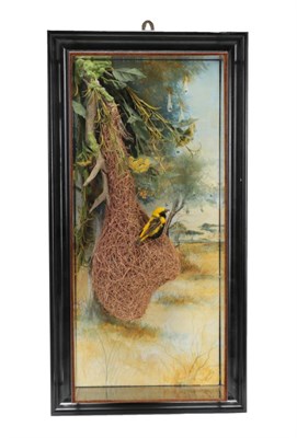 Lot 254 - Taxidermy: A Wall Cased Yellow-Crowned Bishop Bird (Euplectes afer), circa 2019, by A.J....
