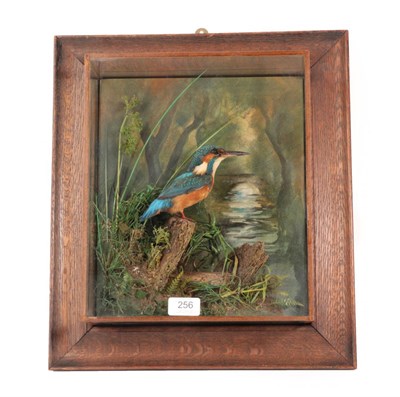 Lot 256 - Taxidermy: A Wall Cased Victorian European Kingfisher (Alcedo athis), re-cased in 2019, by A.J....