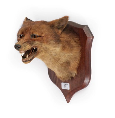 Lot 257 - Taxidermy: Red Fox Mask (Vulpes vulpes), circa 1920, by Peter Spicer & Sons, Taxidermists,...