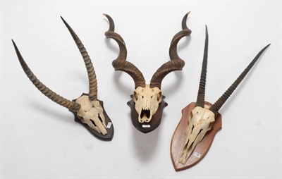 Lot 261 - Antlers/Horns: African Hunting Trophies circa 2005, a collection of hunting trophies to...