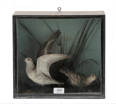 Lot 264 - Taxidermy: A Late Victorian Cased Grey Phalarope and Dunlin, by R. P. Nicholls, Taxidermist,...