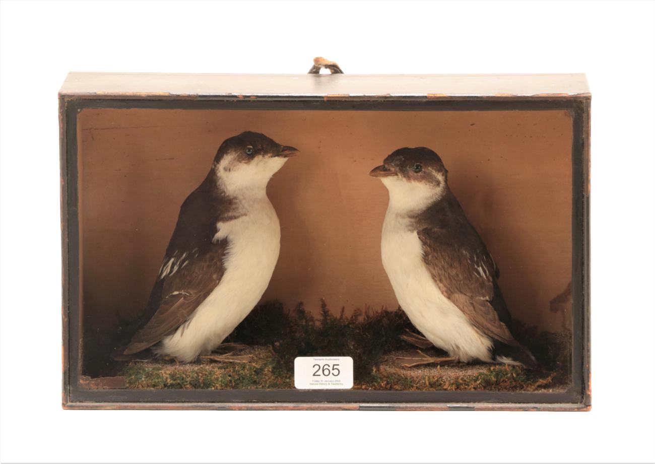 Lot 265 - Taxidermy: A Late Victorian Cased Pair of Little Auk (Alle alle), by George Harrison, Staindrop, Co