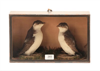 Lot 265 - Taxidermy: A Late Victorian Cased Pair of Little Auk (Alle alle), by George Harrison, Staindrop, Co