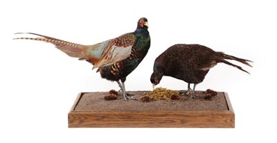 Lot 266 - Taxidermy: A Pair of Melanistic Pheasants (Phasianus colchicus), modern, by George C. Jamieson,...