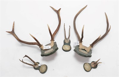 Lot 271 - Antlers/Horns: A Quantity of Austro-German Deer Antler Trophies, circa 1840-1875, to include:...