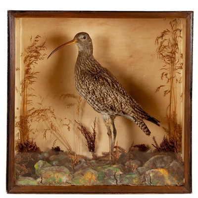 Lot 272 - Taxidermy: A Late Victorian Cased Eurasian Curlew (Scolopax arquata), circa 1880-1900, a full mount