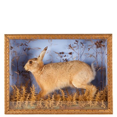 Lot 273 - Taxidermy: A Late Victorian Cased Hare (Lepus timidus), circa 1880-1900, a full mount adult in...