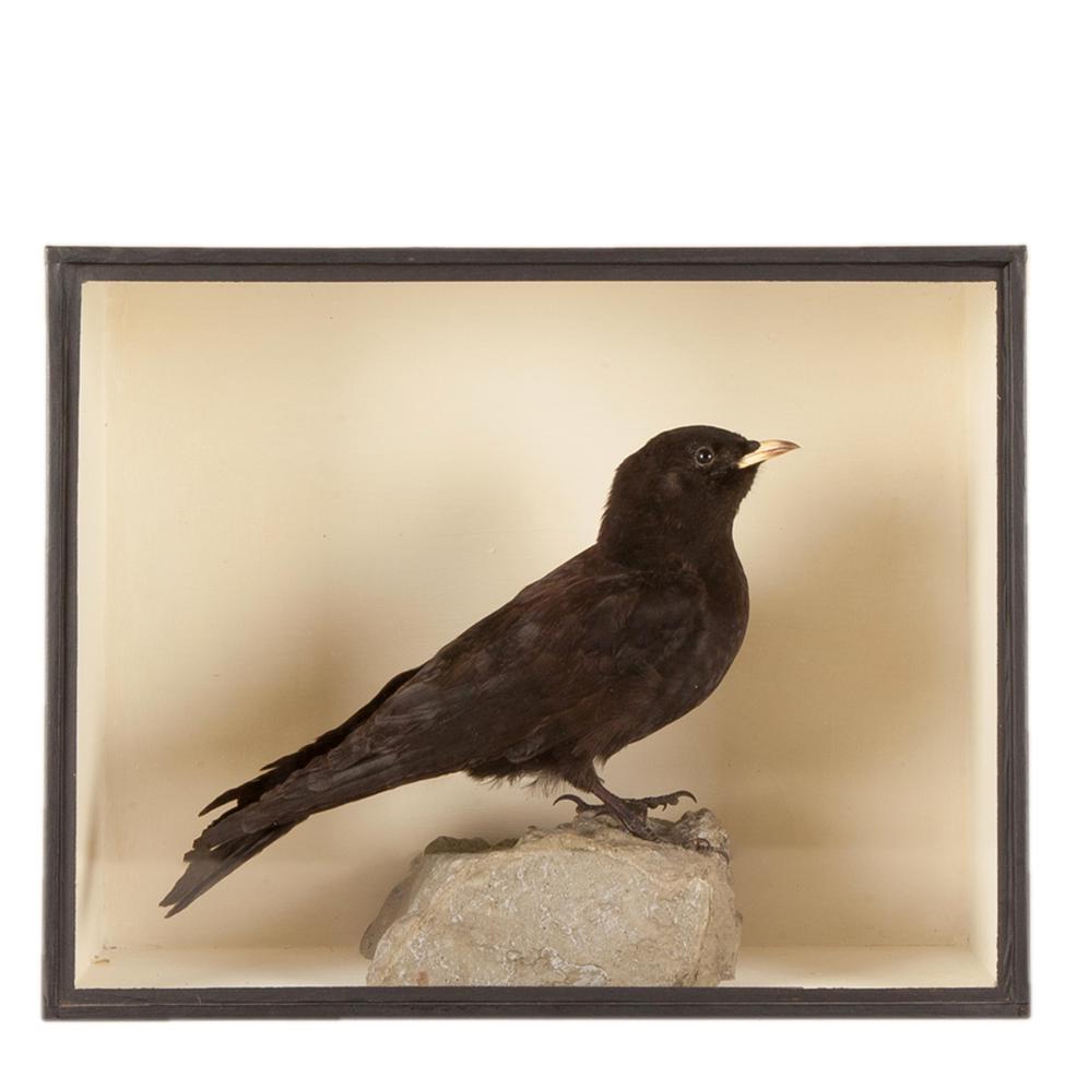 Lot 274 - Taxidermy: A Cased Alpine Chough (Pyrrhocorax graculus), circa 21st century, a full mount...