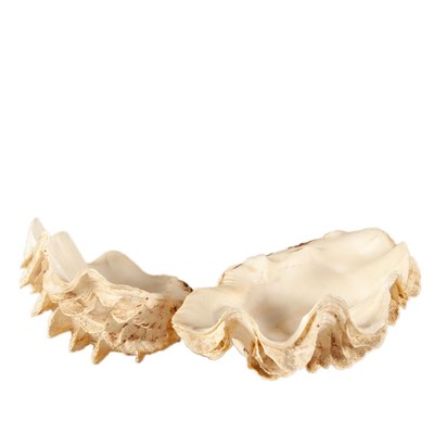 Lot 275 - Conchology: Fluted Giant Clam (Tridacna squamosa) circa 1930, a complete shell, 29cm by 19cm by...