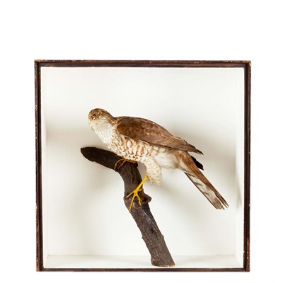 Lot 276 - Taxidermy: A Cased Eurasian Sparrowhawk (Accipiter nisus), attributed to Joseph Cullingford,...
