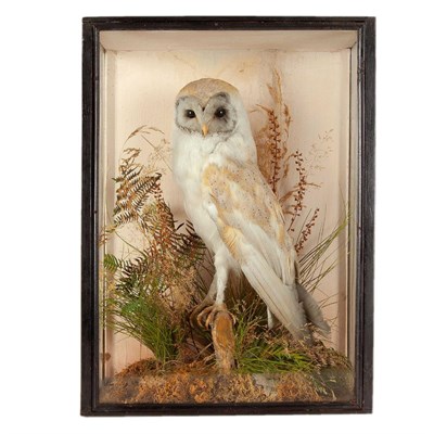 Lot 278 - Taxidermy: A Late Victorian Cased Barn Owl (Tito alba), circa 1880-1900, a full mount adult...