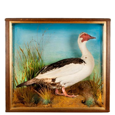 Lot 280 - Taxidermy: A Late Victorian Cased Muscovy Duck (Cairina moschata), by Thomas Jefferies, King...