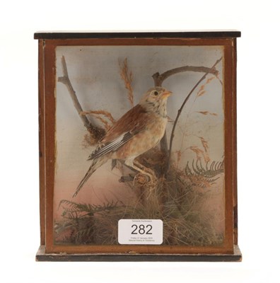 Lot 282 - Taxidermy: A Cased Common Linnet (Linaria cannabina), by William Chalkley, (1842-1922), The Square