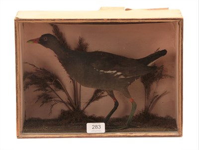 Lot 283 - Taxidermy: A Late Victorian Cased Common Moorhen (Gallinula chloropus), by W. H. Vingoe,...