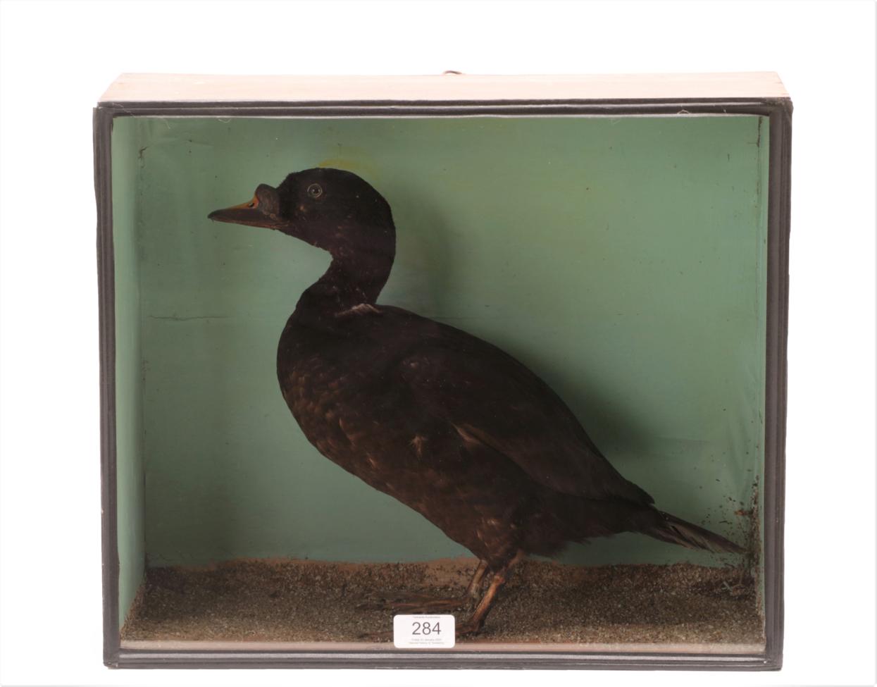 Lot 284 - Taxidermy: A Late Victorian Cased Common Scoter Duck (Melanitta nigra), by W.H. Vingoe,...
