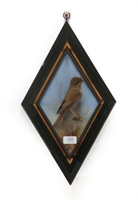 Lot 285 - Taxidermy: A Wall Cased Red-Backed Shrike (Lanius collurio), by George Bazeley, 12 Horsemarket,...