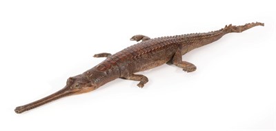 Lot 288 - Taxidermy: A Late Victorian Gharial Crocodile (Gavialis gangeticus), a full mount juvenile with...