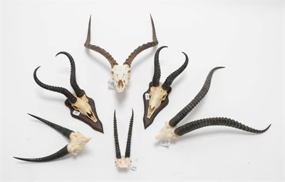Lot 289 - Antlers/Horns: A Selection of African Hunting Trophy Skulls, circa 1991, a varied selection of...