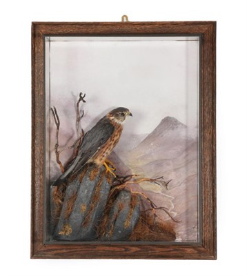 Lot 291 - Taxidermy: A Wall Cased Merlin (Falco columbarius), circa 2012, by A.J. Armitstead, Taxidermist...