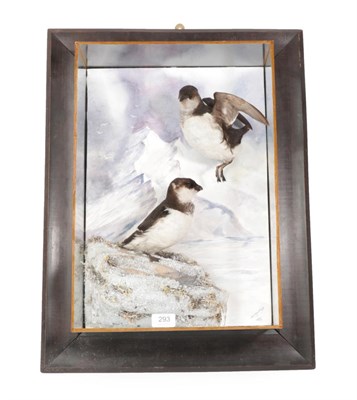Lot 293 - Taxidermy: A Wall Cased Pair of Little Auks (Alle alle), modern, by A.J. Armitstead,...