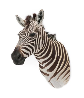 Lot 294 - Taxidermy: Burchell's Zebra (Equus quagga), modern, a superb quality example of a Burchell's...