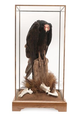 Lot 296 - Taxidermy: A Large Cased Turkey Vulture (Cathartes aura), modern, by International Award...