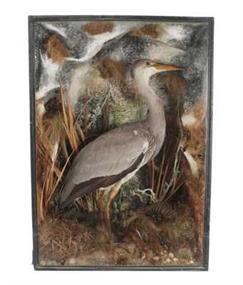 Lot 297 - Taxidermy: A Victorian Cased Grey Heron (Ardea cinerea), an early case by W. Shopland, Naturalist &