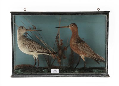 Lot 299 - Taxidermy: A Late Victorian Cased Pair of Bar-Tailed Godwits (Limosa lapponica), circa 1880-1900, a