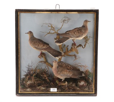 Lot 300 - Taxidermy: A Late Victorian Diorama of Turtle Doves (Streptopelia turtur), circa 1880-1900, in...