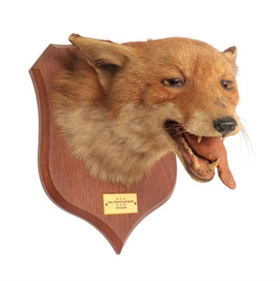 Lot 301 - Taxidermy: Red Fox Mask (Vulpes vulpes), circa 1927, by Peter Spicer & Sons, Taxidermists,...