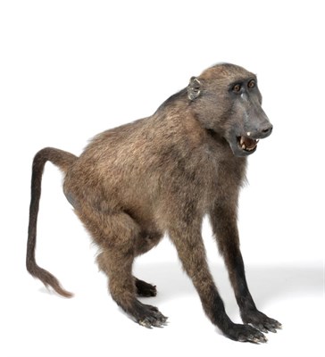 Lot 302 - Taxidermy: Baboon (Papio hamadryas ursinus) circa 2003, South Africa, full mount standing on...