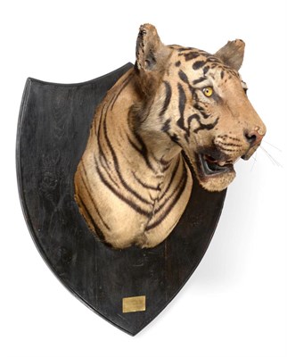 Lot 303 - Taxidermy: Indian Tiger (Panthera tigris tigris), circa 18th November 1946, by Van Ingen Van Ingen