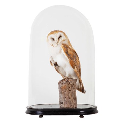 Lot 305 - Taxidermy: European Barn Owl (Tito alba), circa 2008, by A.J. Armitstead, Taxidermy, Darlington, Co