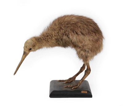 Lot 308 - Taxidermy: Northern Brown Kiwi (Apteryx mantelli), circa early 20th century, full mount...