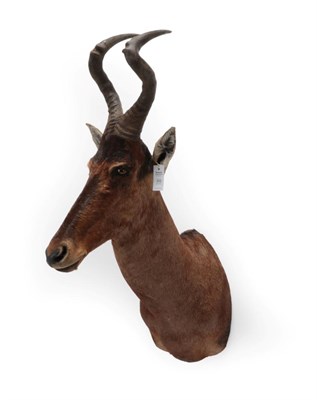 Lot 309 - Taxidermy: Red Hartebeest (Alcelaphus caama), modern, large high quality shoulder mount, with...