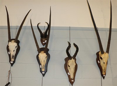 Lot 181 - Antlers/Horns: African Hunting Trophies circa 1987-1994, South Africa, three sets of adult...