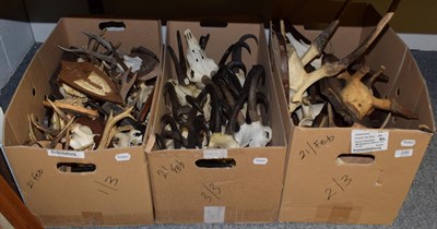 Lot 348 - Antlers/Horns/Tusks: European Hunting Trophies, circa late 20th century, thirty sets of mostly...