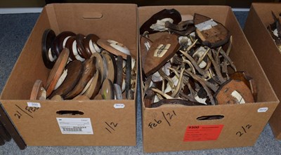 Lot 350 - Antlers/Tusks: Roebuck Antlers and Wild Boar Tusks, circa late 20th century, twenty five sets...