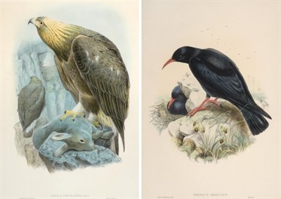 Lot 1002 - After John Gould FRS (1804-1881) A group of seven ornithological studies from John Gould's...