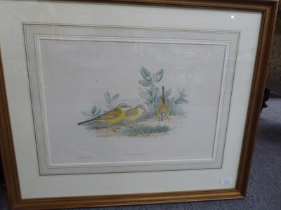 Lot 1002 - After John Gould FRS (1804-1881) A group of seven ornithological studies from John Gould's...