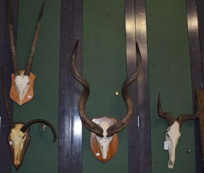 Lot 356 - Antlers/Horns: African Hunting Trophy Horns, circa 1989, Cape Greater Kudu adult male horns on...