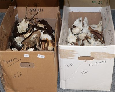 Lot 1133 - Antlers/Horns: European Roebuck Antlers (Capreolus capreolus), circa late 20th century, a...