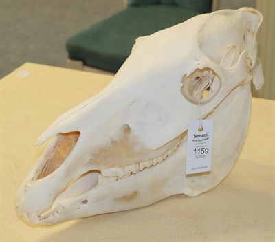 Lot 1159 - Skulls/Anatomy: Burchell's Zebra Skull (Equus quagga), modern, complete bleached skull, 49cm by...