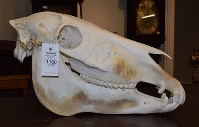 Lot 1160 - Skulls/Anatomy: Burchell's Zebra Skull (Equus quagga), modern, complete bleached skull, 51cm by...