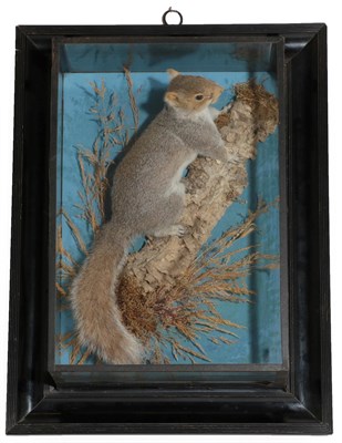 Lot 1 - Taxidermy: A Wall Cased Eastern Grey Squirrel (Sciurus carolinensis), by George Bazeley, 13...