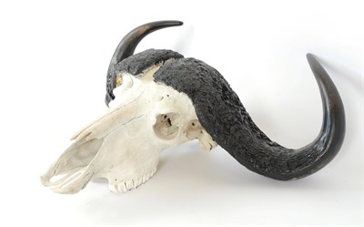Lot 3 - Antlers/Horns: Cape Buffalo Skull (Syncerus caffer caffer), circa late 20th century, large...