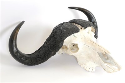 Lot 3 - Antlers/Horns: Cape Buffalo Skull (Syncerus caffer caffer), circa late 20th century, large...